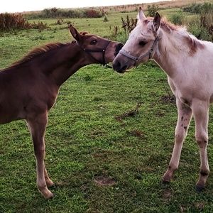 Meet your Posher, Tammy